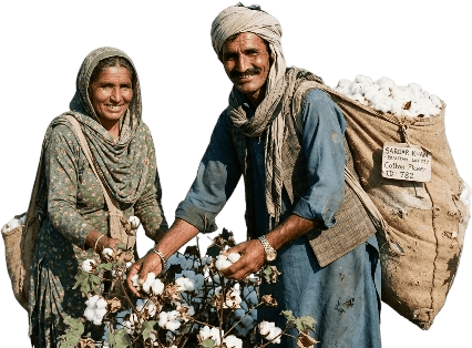 Cotton farmers harvesting cotton in a field